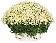 Цветочная композиция из Ромашки в корзине #REPLACE_PRED# Аничково